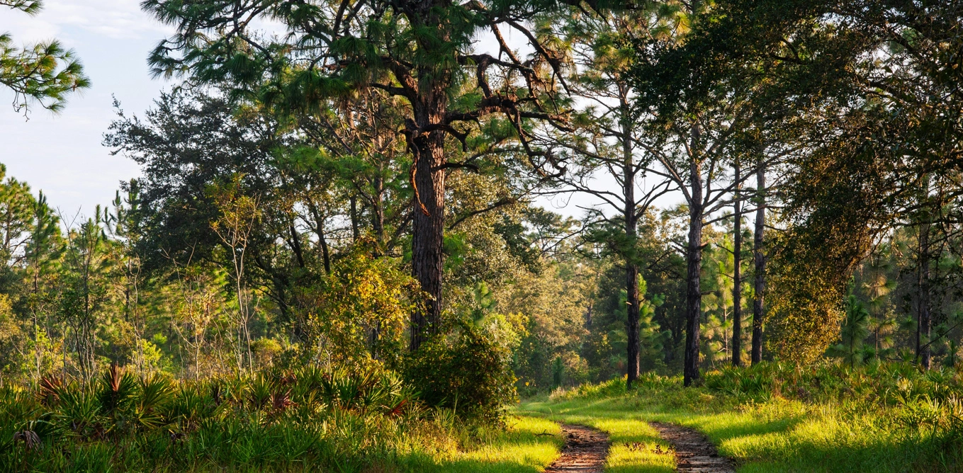 The Complete Guide to Buying Land in Florida