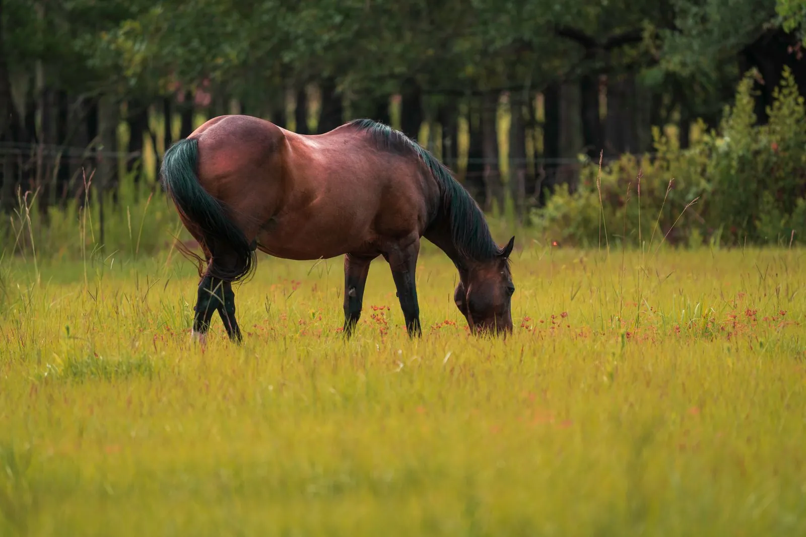 A horse grazing in an open Blue Springs Ranch pasture