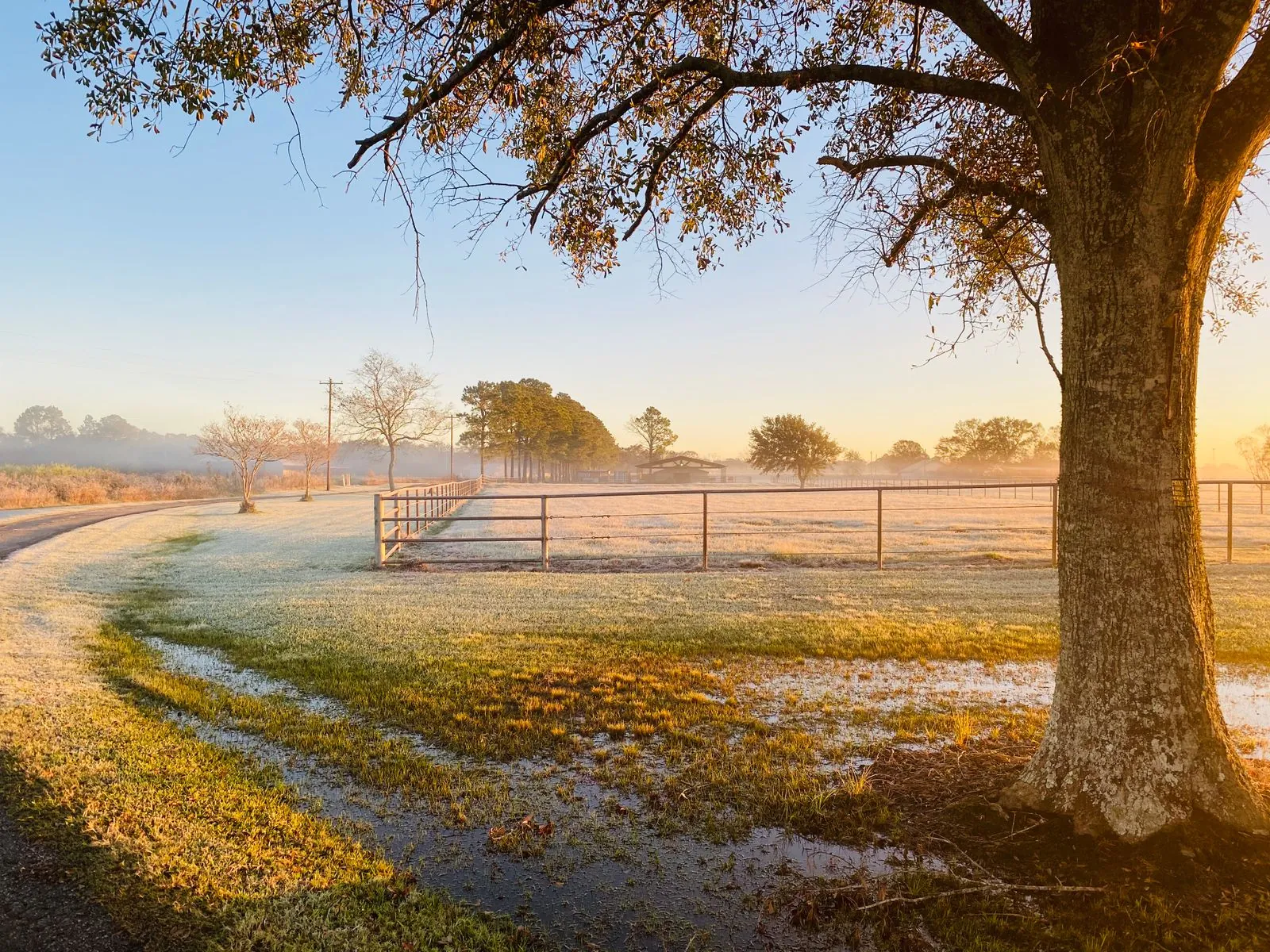 A misty morning oak tree along a Blue Springs Ranch fence line