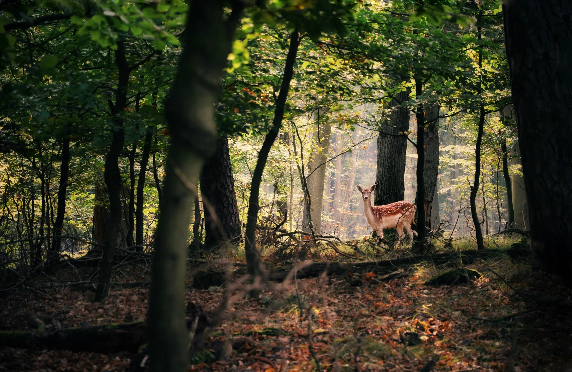 A deer in a wooded area near Blue Springs Ranch