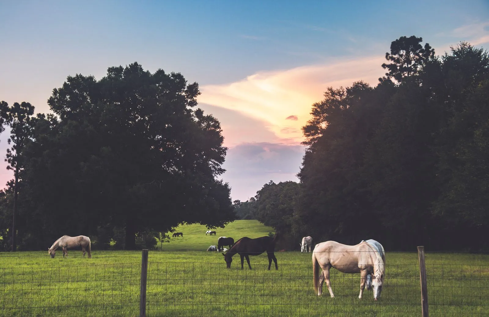 Florida land cash purchase — horses grazing in a pasture at sunset