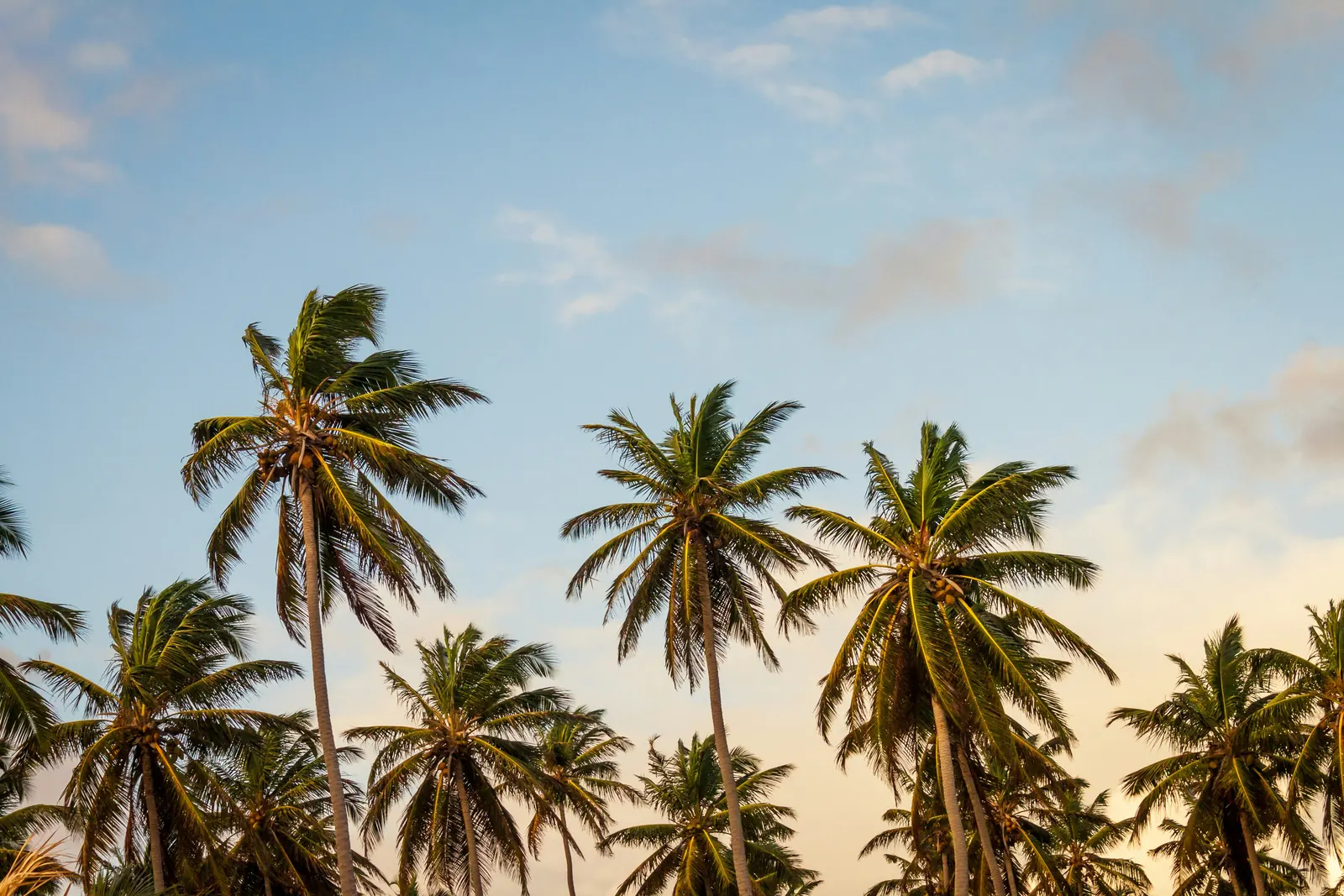 Land for sale near Florida beaches — palm trees against a Florida sky
