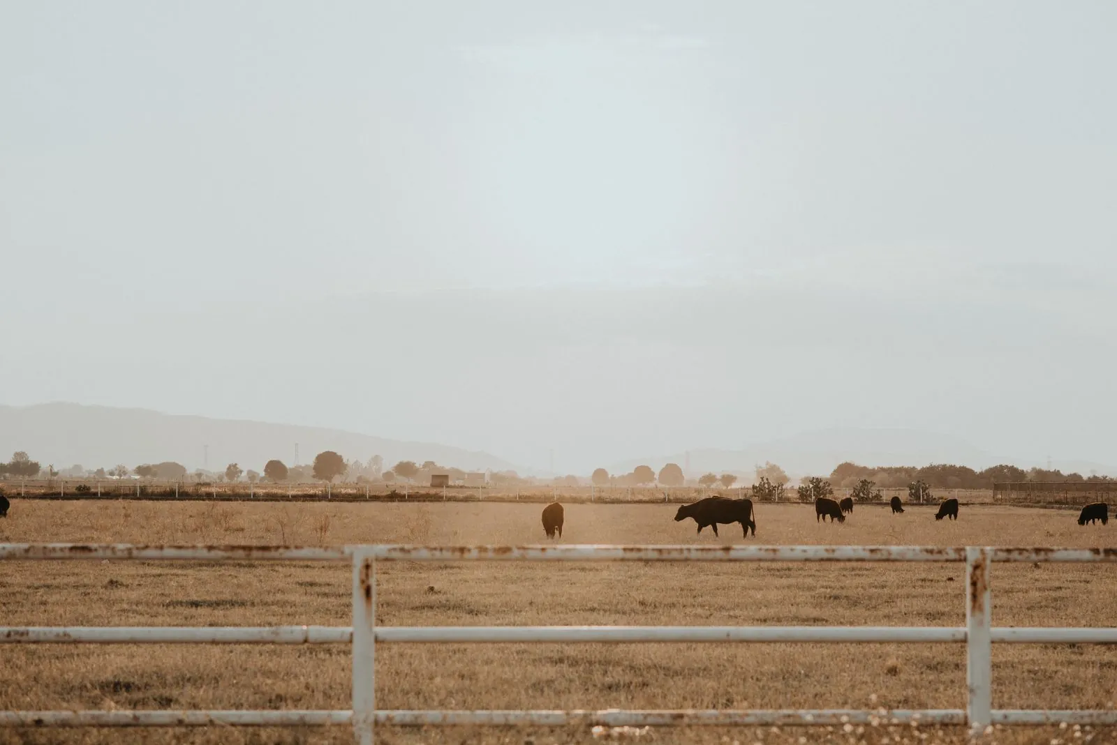 Florida land loans — open pasture land on a misty morning