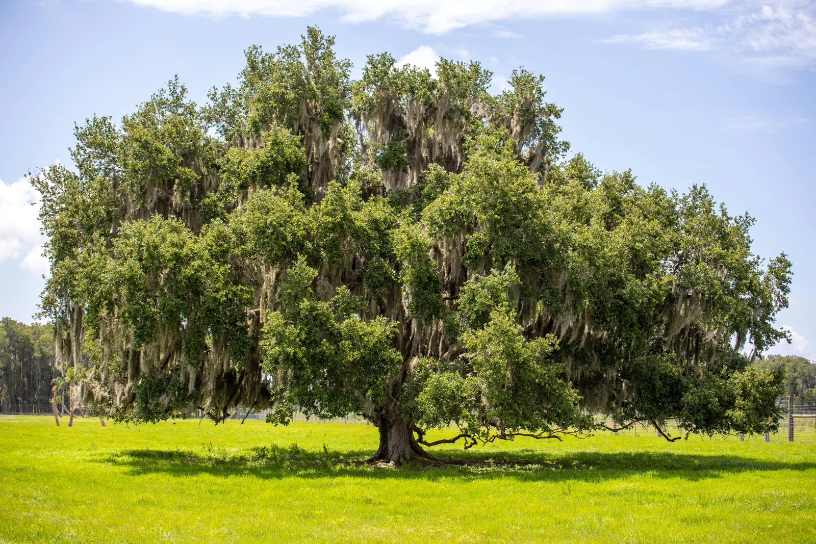 Rural land for sale in Florida — a large live oak draped in Spanish moss in an open field