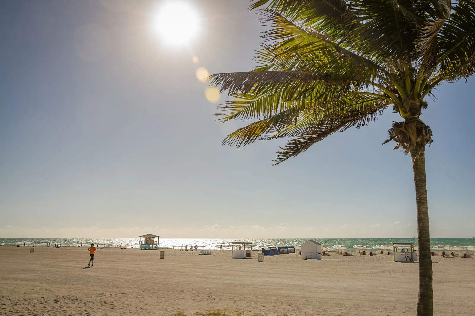 Land near Panama City Beach — palm tree framing a sunny beach