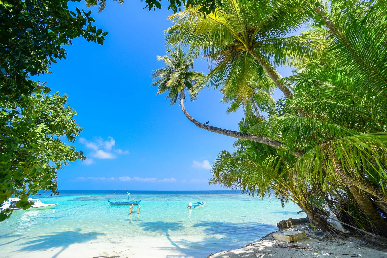 Land within an hour of Panama City Beach — palm trees over calm turquoise water