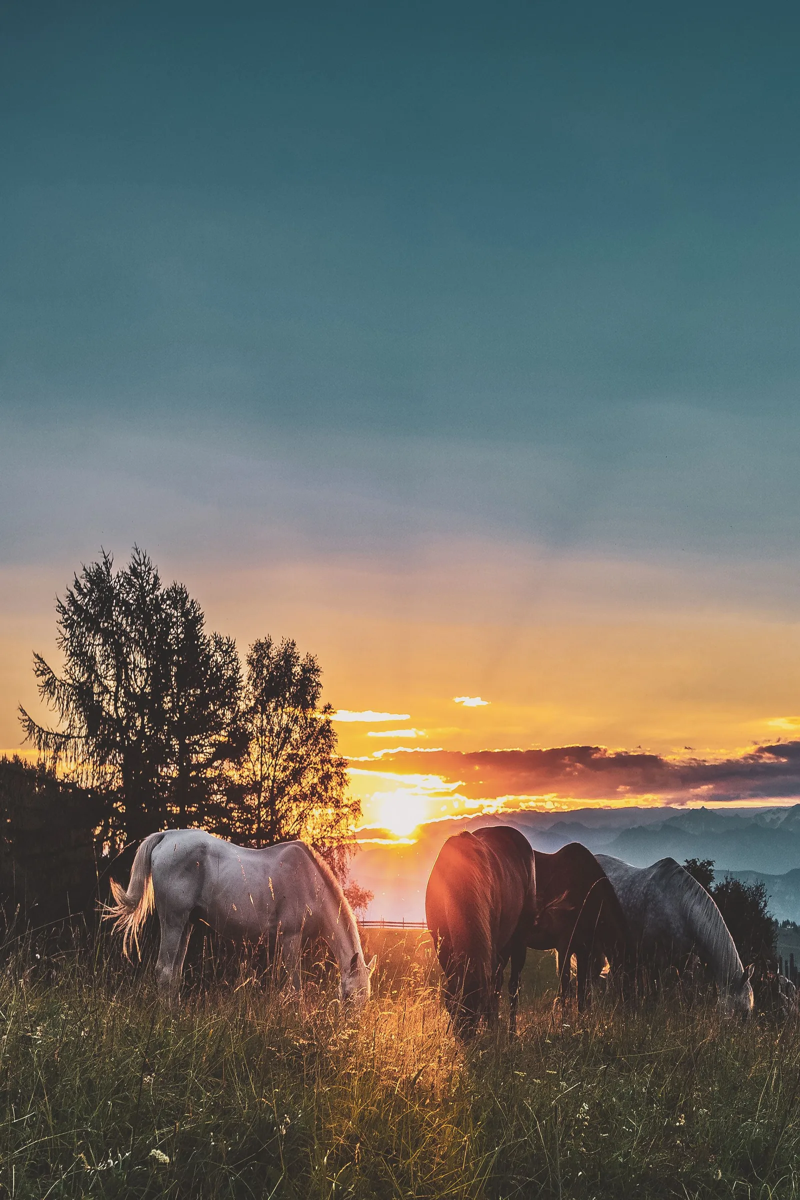 Private acreage for sale in Florida — horses grazing in a pasture at sunset