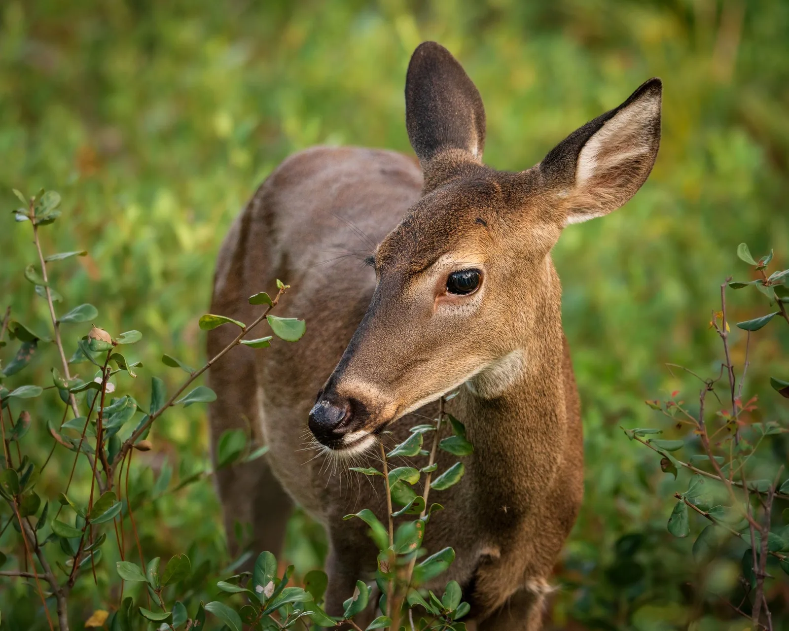 Rural Florida land — a white-tailed deer standing in green brush
