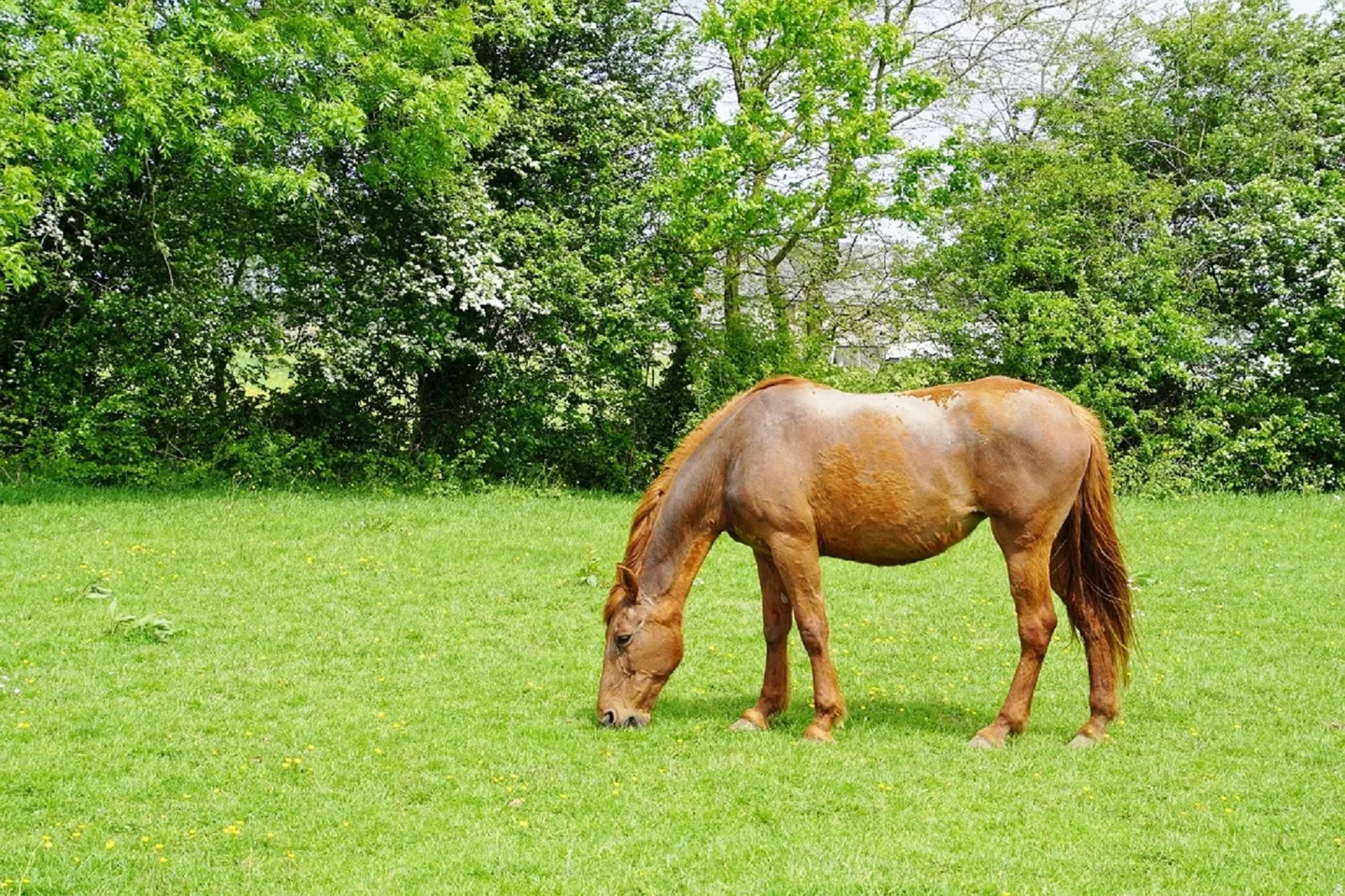 Rural homesites in Florida — a horse grazing in a green pasture