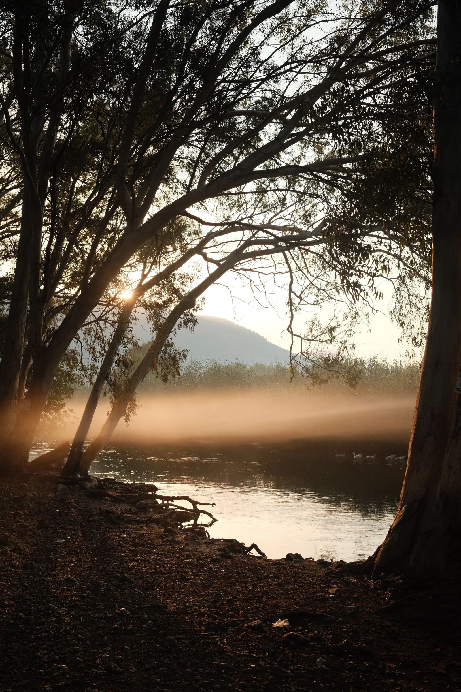 Secluded land for sale in Florida — misty sunrise over a quiet riverbank