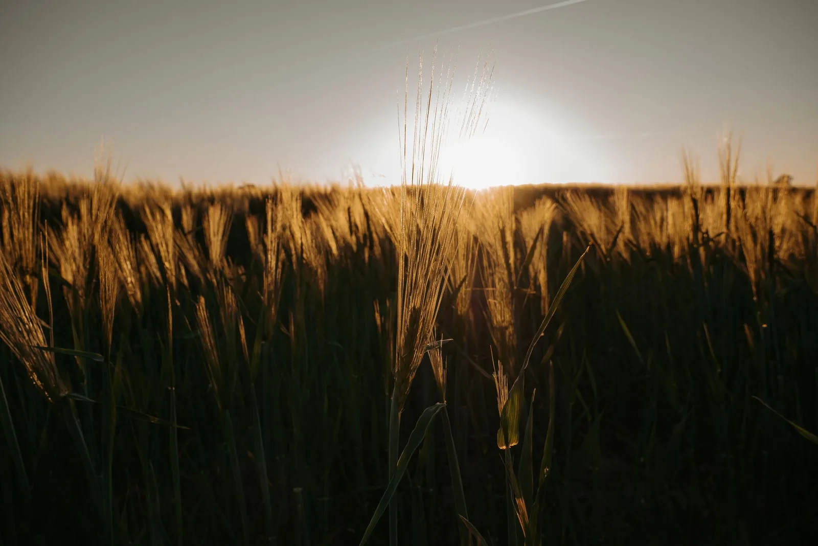 Vacant land for sale in Florida — golden sunset light over tall grass in an open field
